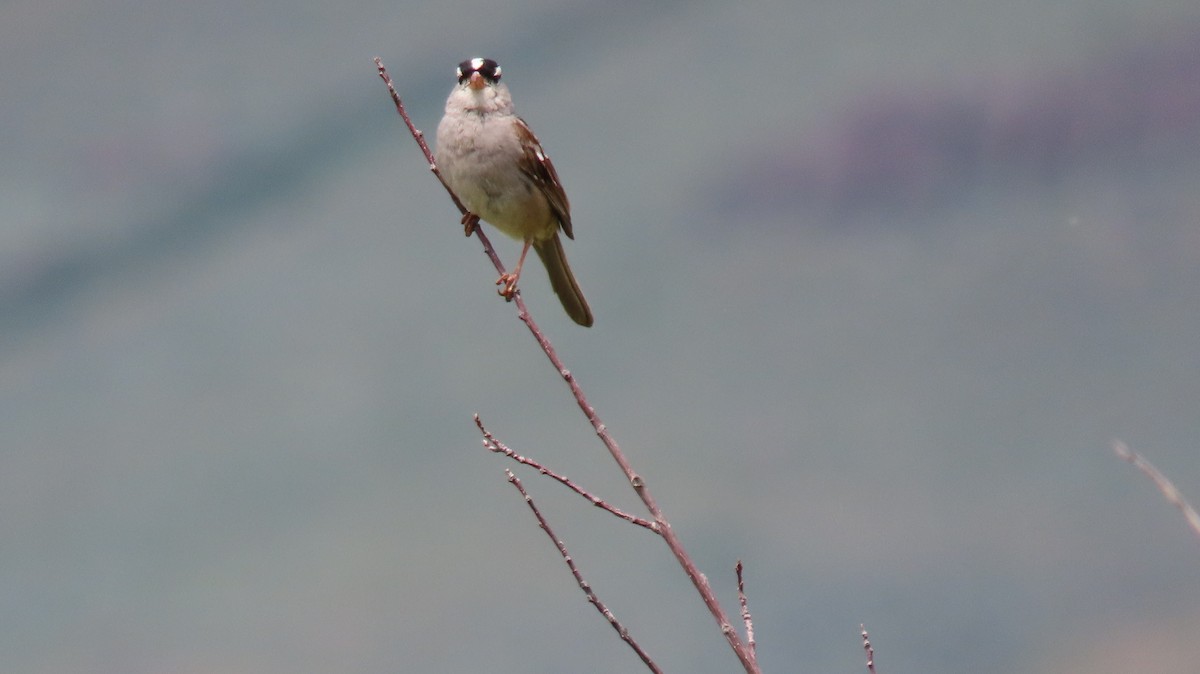 White-crowned Sparrow - ML591081171