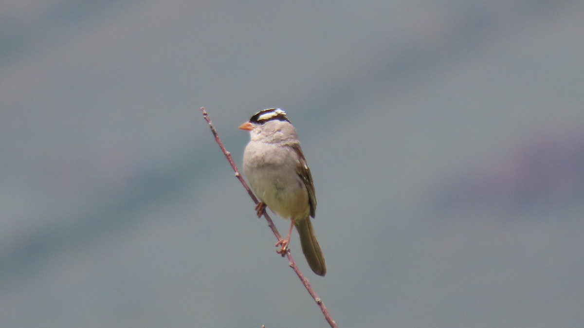 White-crowned Sparrow - ML591081181