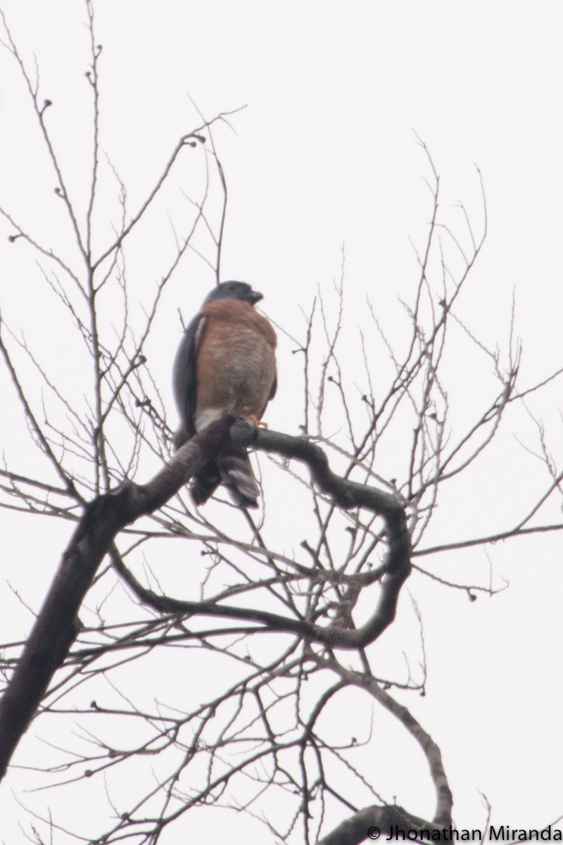 Double-toothed Kite - ML59108161