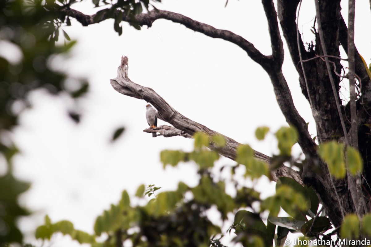 Tiny Hawk - Jhonathan Miranda - Wandering Venezuela Birding Expeditions