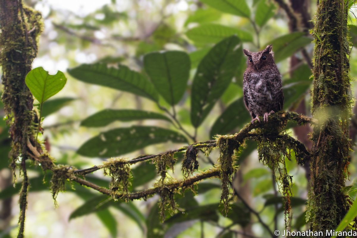 Foothill Screech-Owl (Roraima) - ML59108331