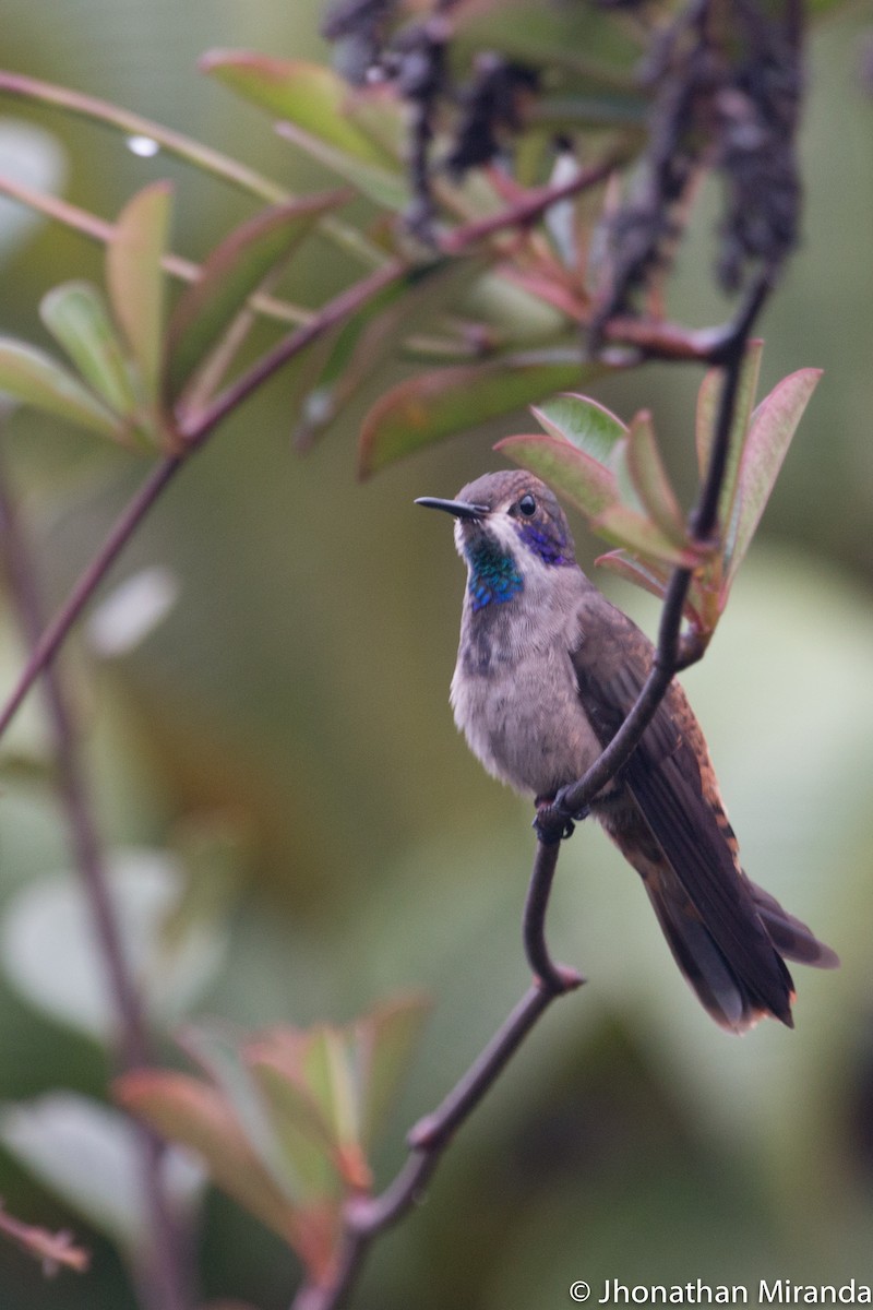 Brown Violetear - Jhonathan Miranda - Wandering Venezuela Birding Expeditions