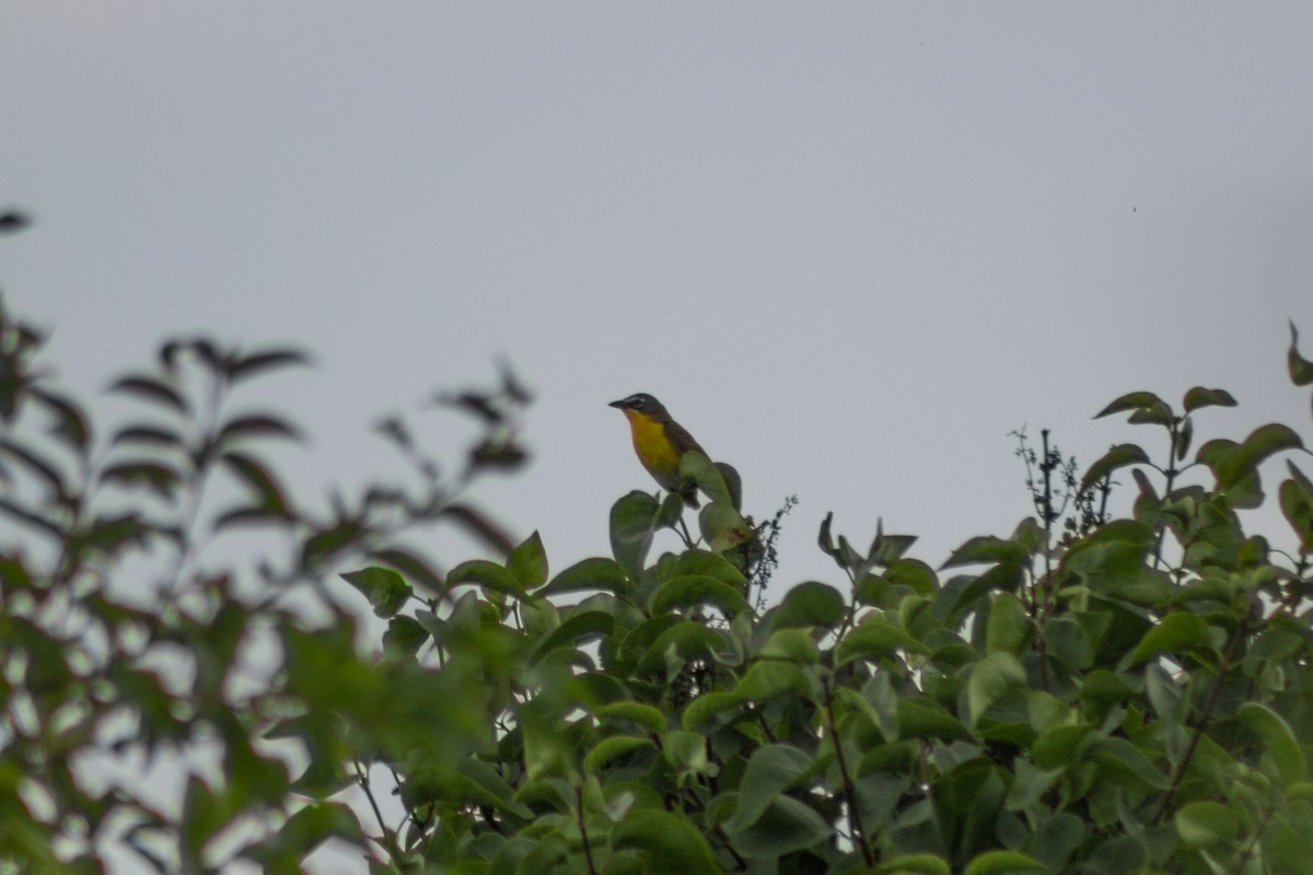 Yellow-breasted Chat - ML591084411