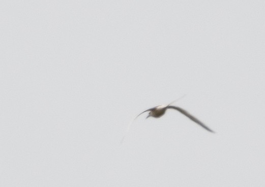White-tailed Tropicbird - ML591085661