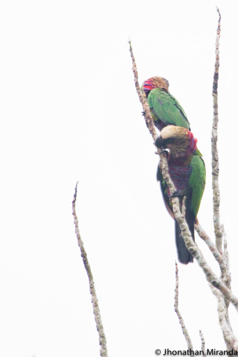 Red-fan Parrot - Jhonathan Miranda - Wandering Venezuela Birding Expeditions