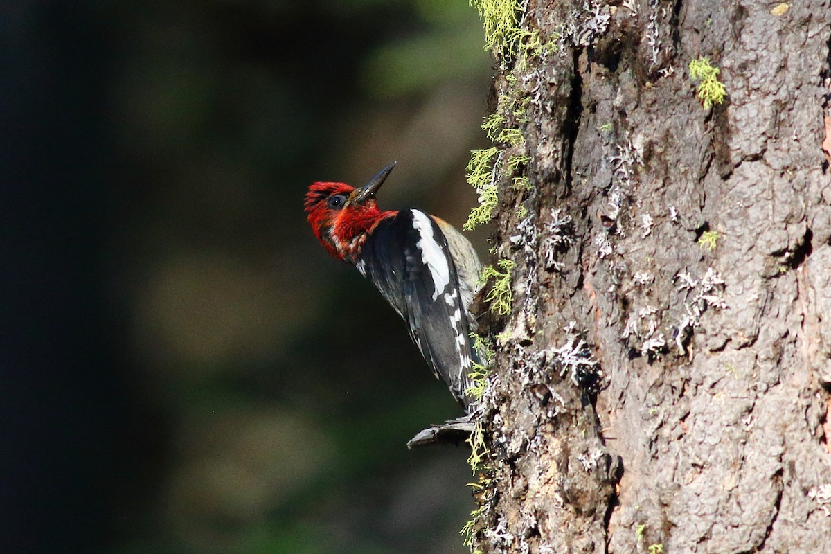 Red-breasted Sapsucker - ML591087541