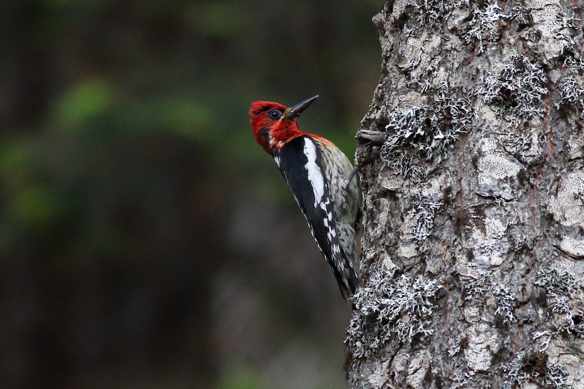 Red-breasted Sapsucker - ML591087551