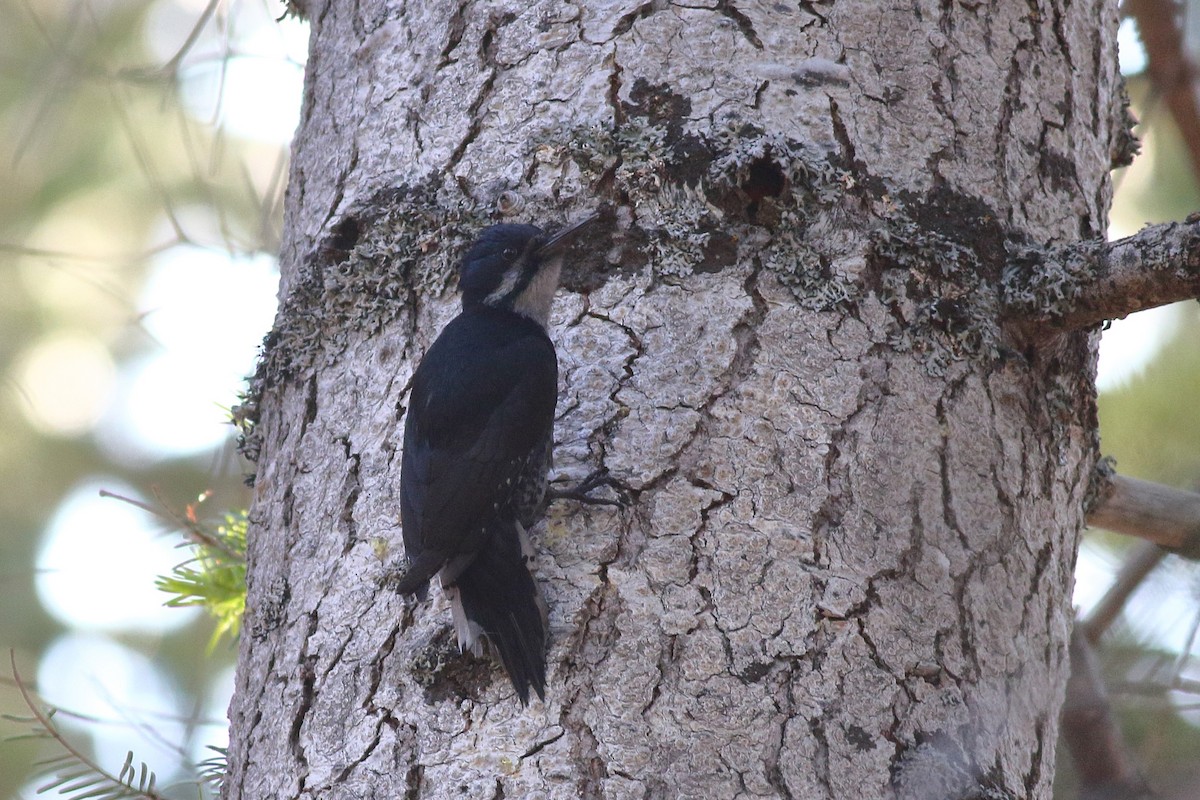 Black-backed Woodpecker - ML591087741