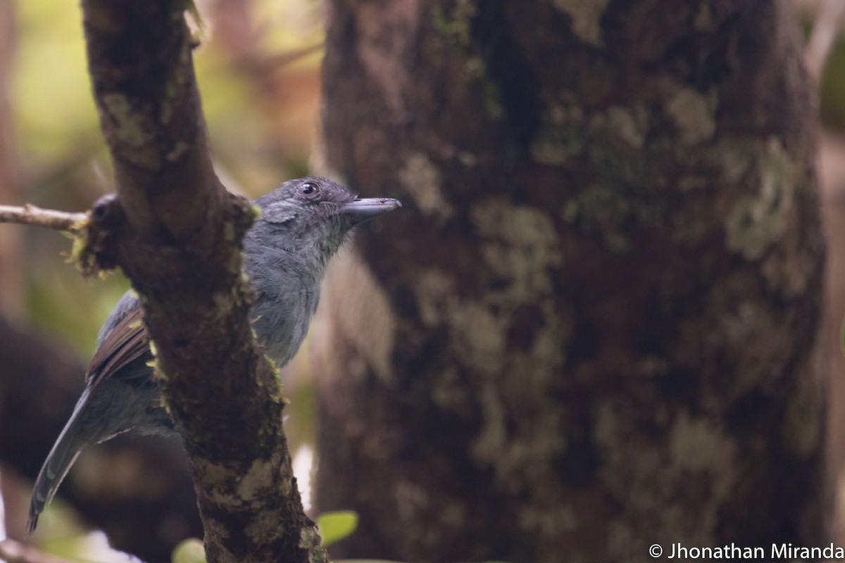 Mouse-colored Antshrike - Jhonathan Miranda - Wandering Venezuela Birding Expeditions