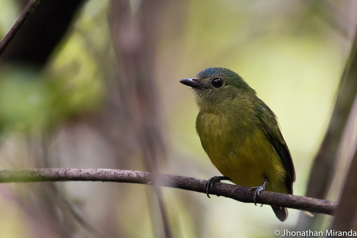 Orange-bellied Manakin - Jhonathan Miranda - Wandering Venezuela Birding Expeditions