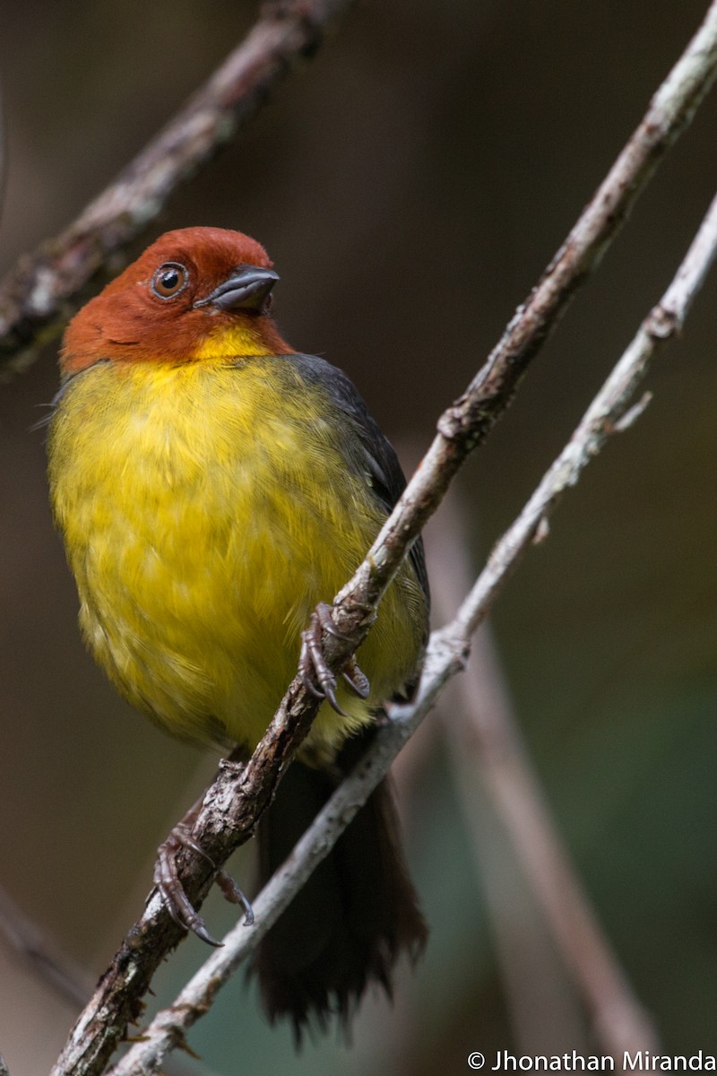 Tepui Brushfinch - Jhonathan Miranda - Wandering Venezuela Birding Expeditions
