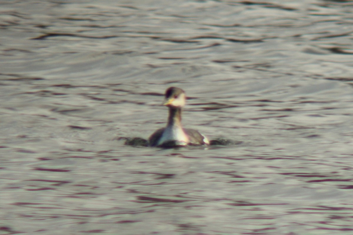 Red-necked Grebe - ML591093621