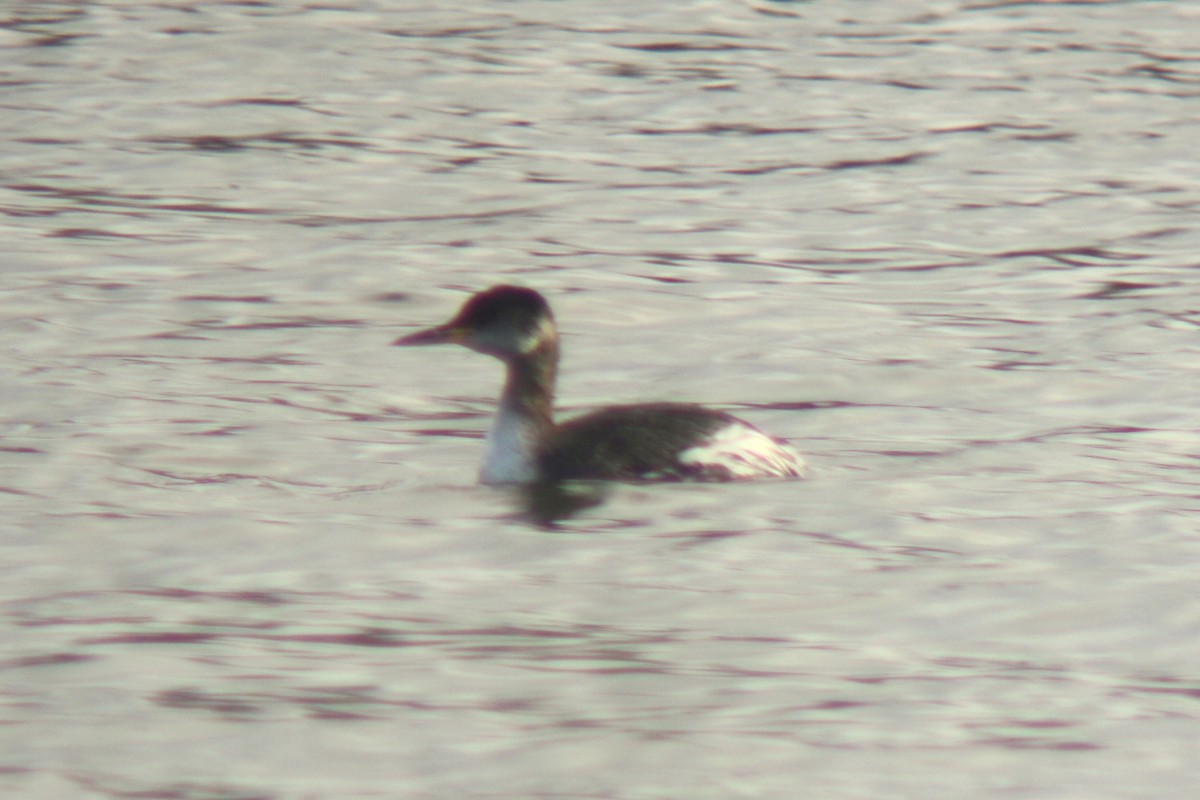 Red-necked Grebe - ML591093631