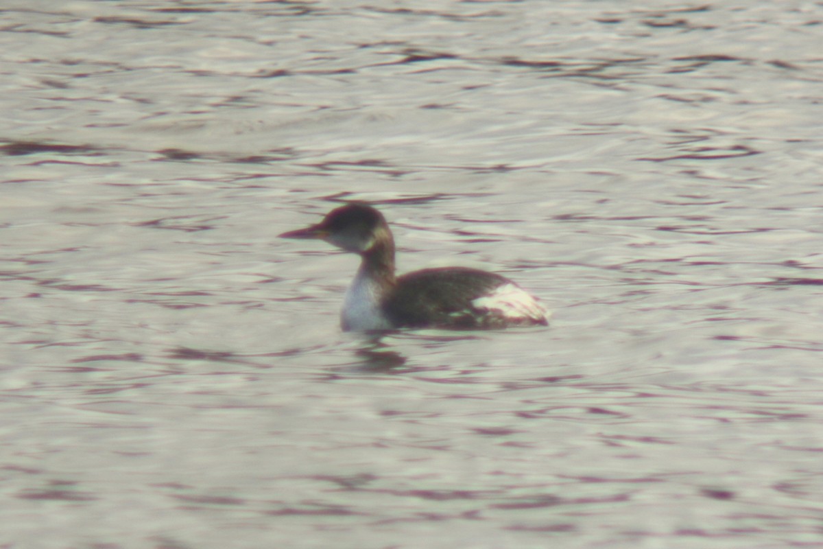 Red-necked Grebe - ML591093641