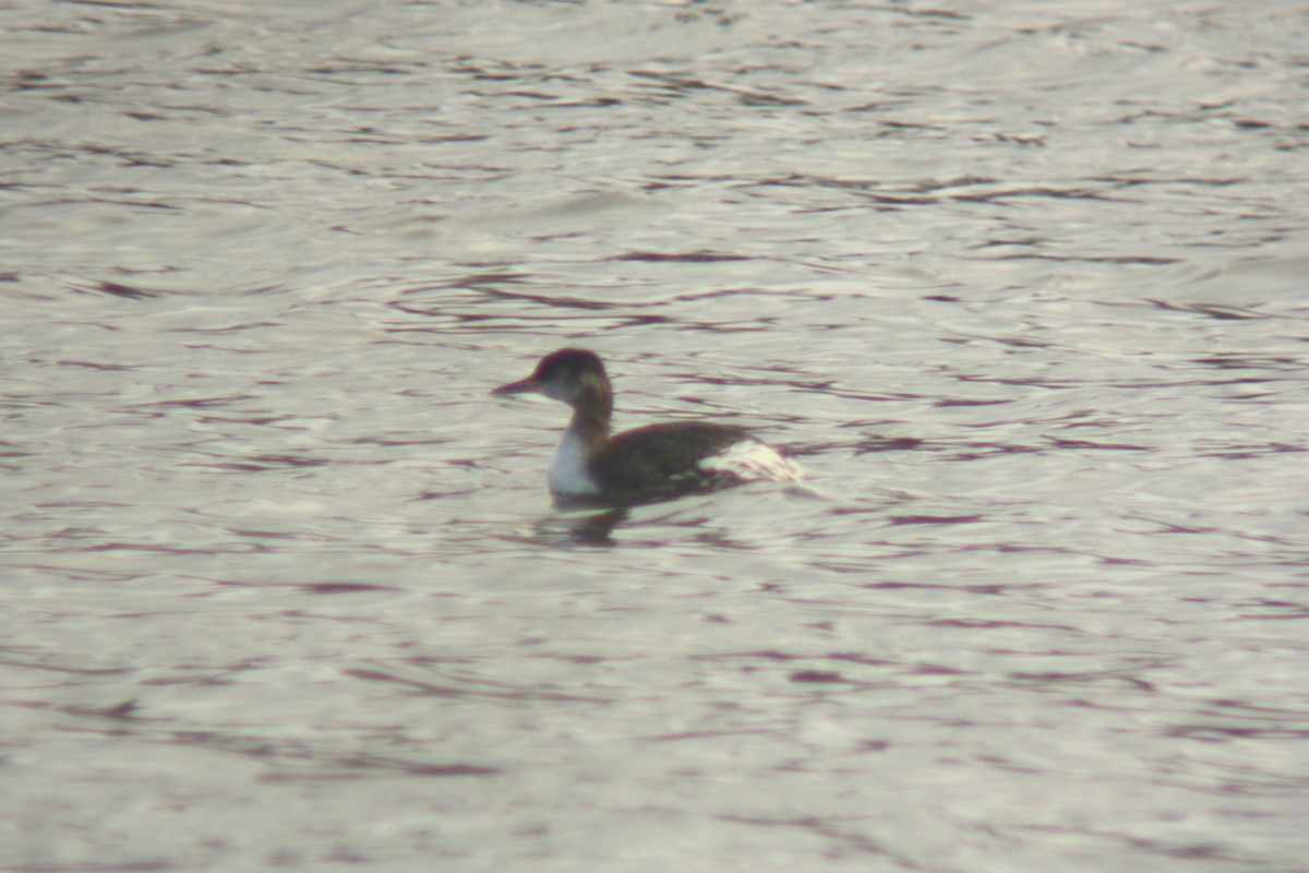 Red-necked Grebe - ML591093651