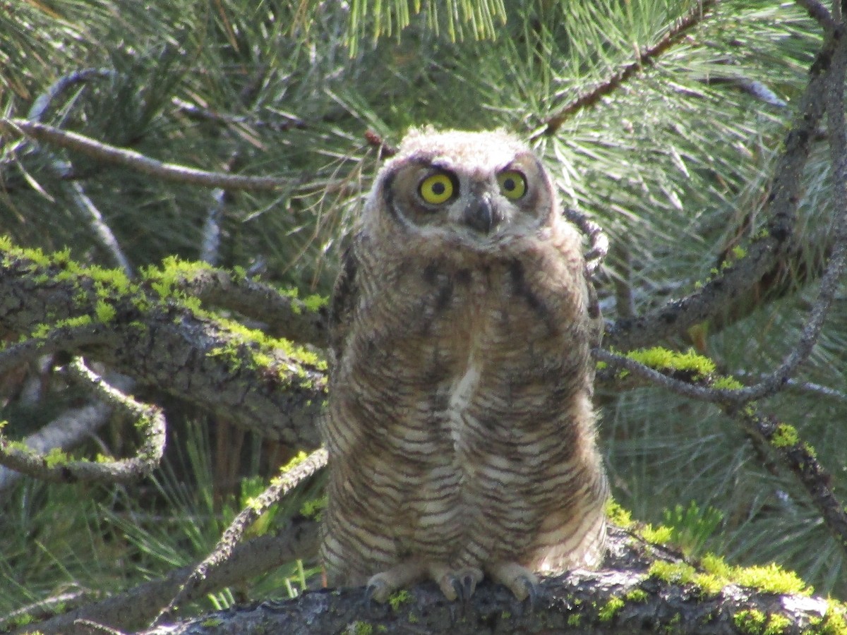 Great Horned Owl - ML591094851