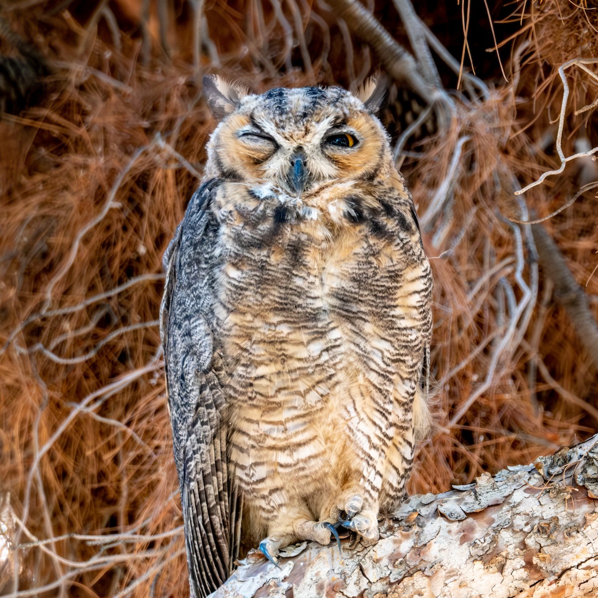 Great Horned Owl - Greg Shott
