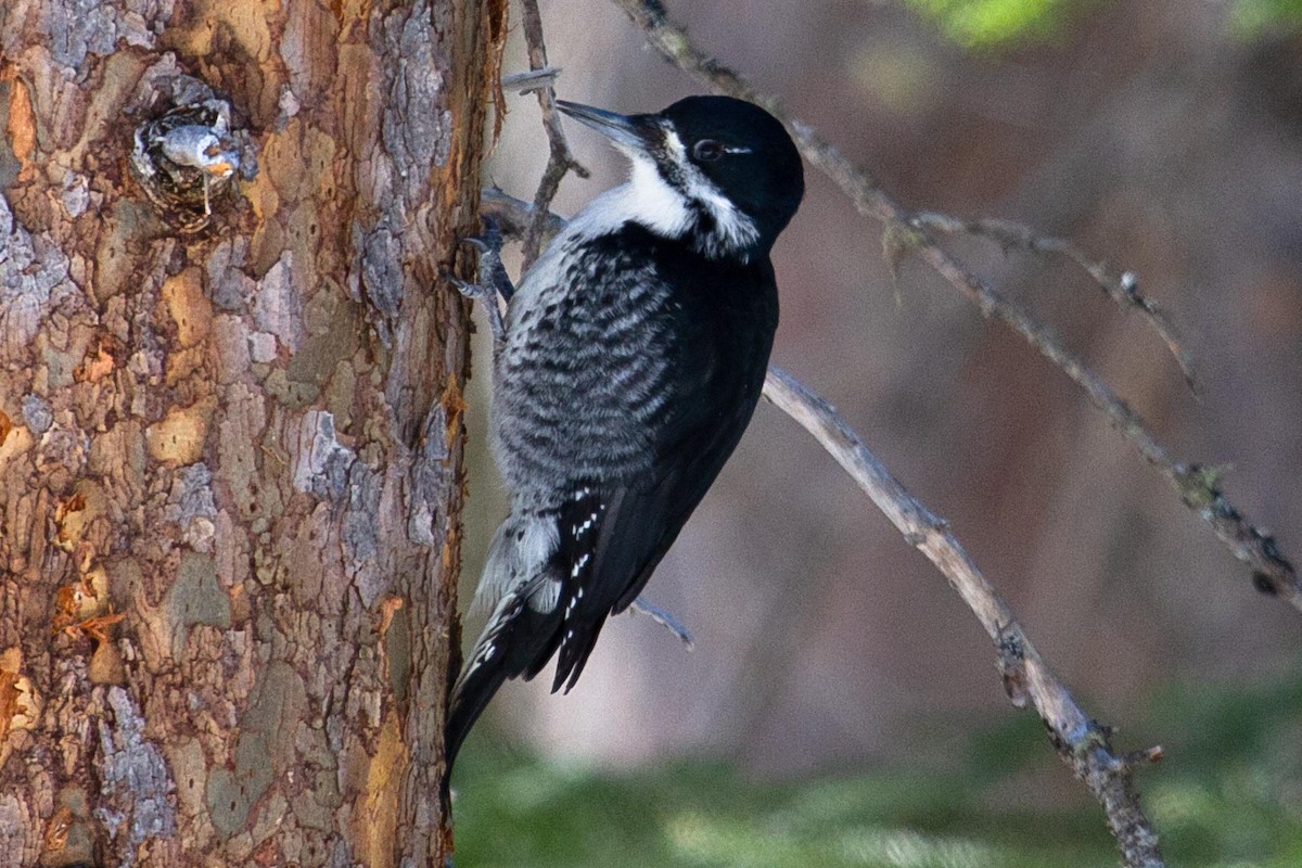 Black-backed Woodpecker - ML591095181