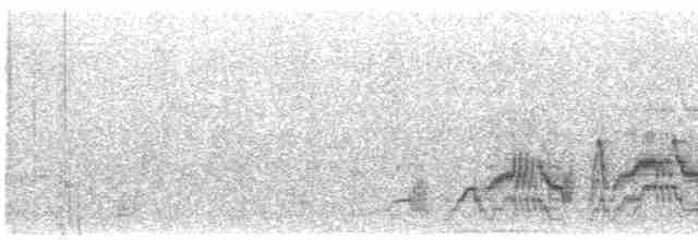 オリーブチャツグミ（ustulatus グループ） - ML591095911