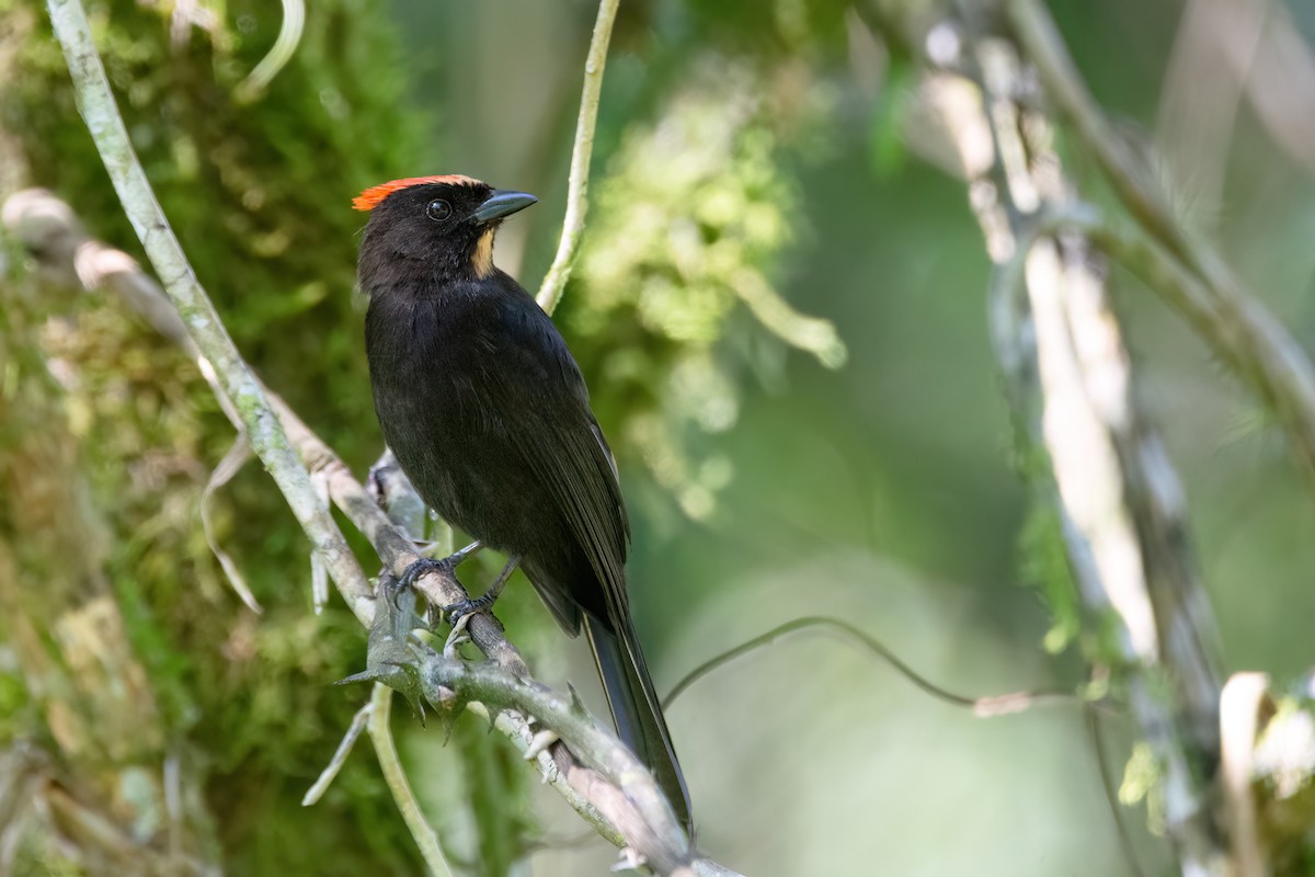 Flame-crested Tanager - ML591096271