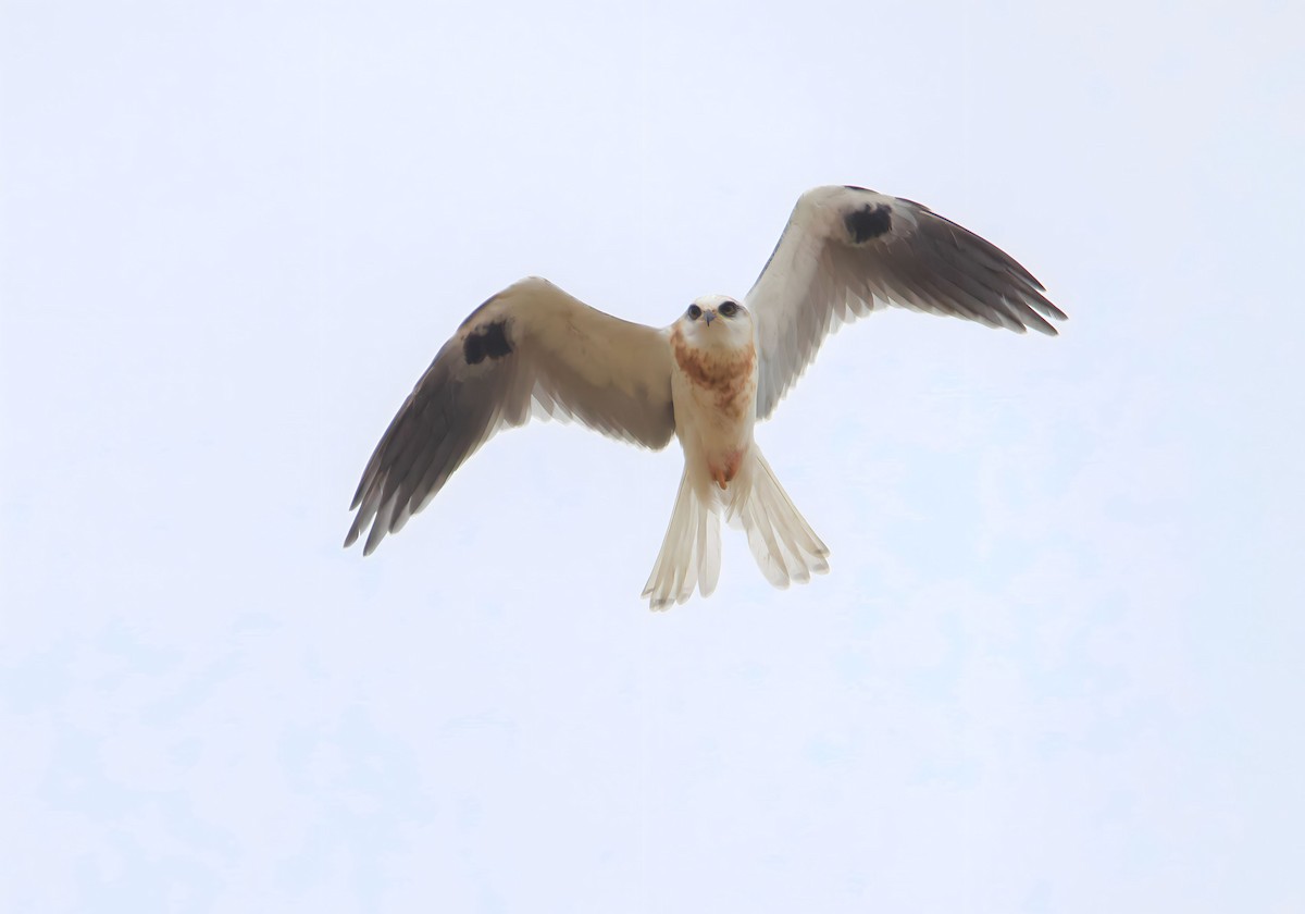 White-tailed Kite - ML591096931