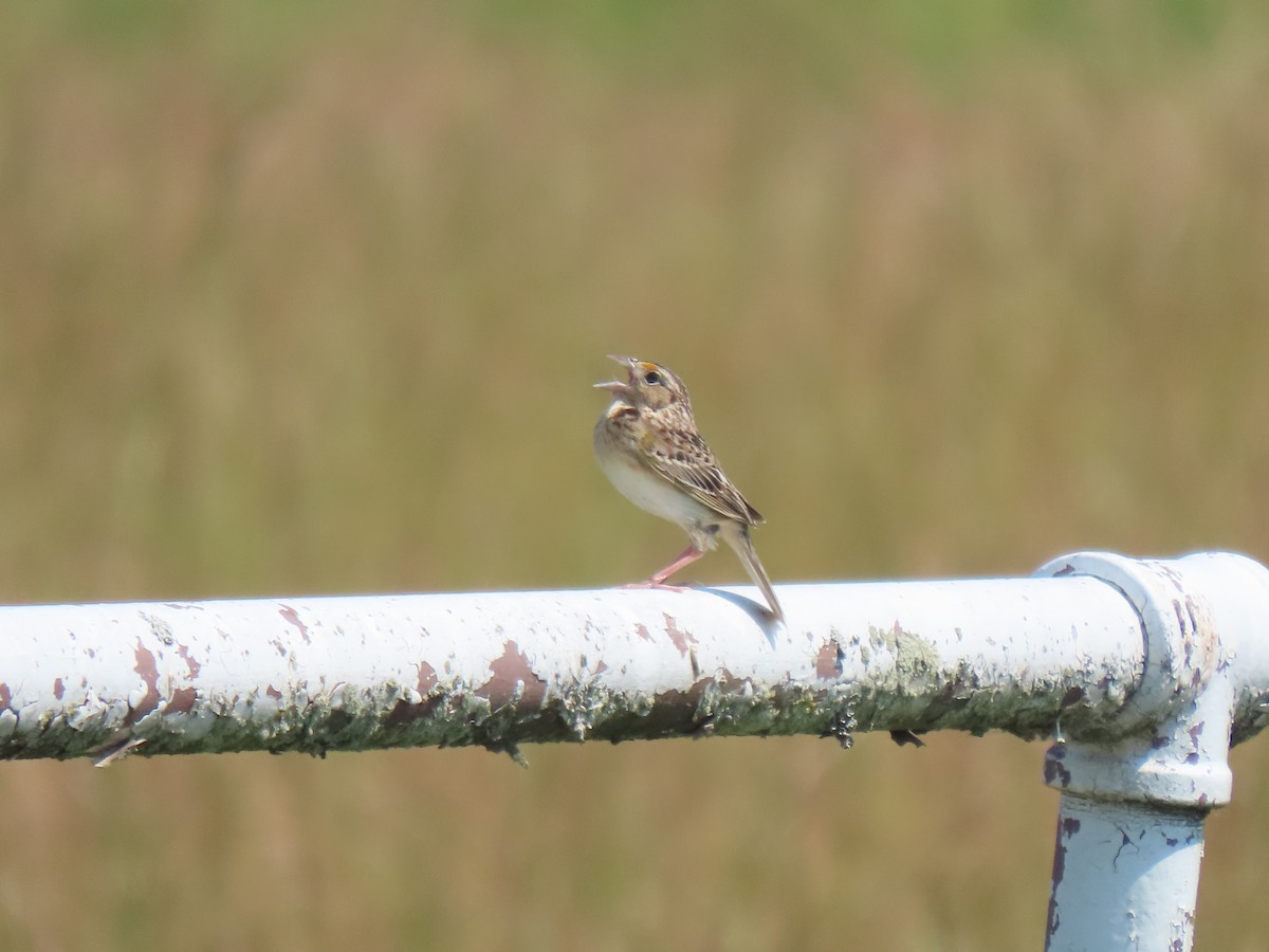 Grasshopper Sparrow - ML591100321