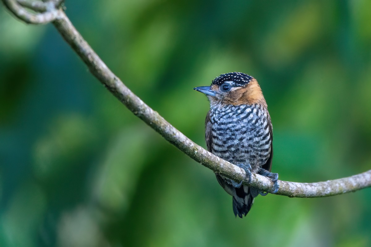 Ochre-collared Piculet - ML591102031