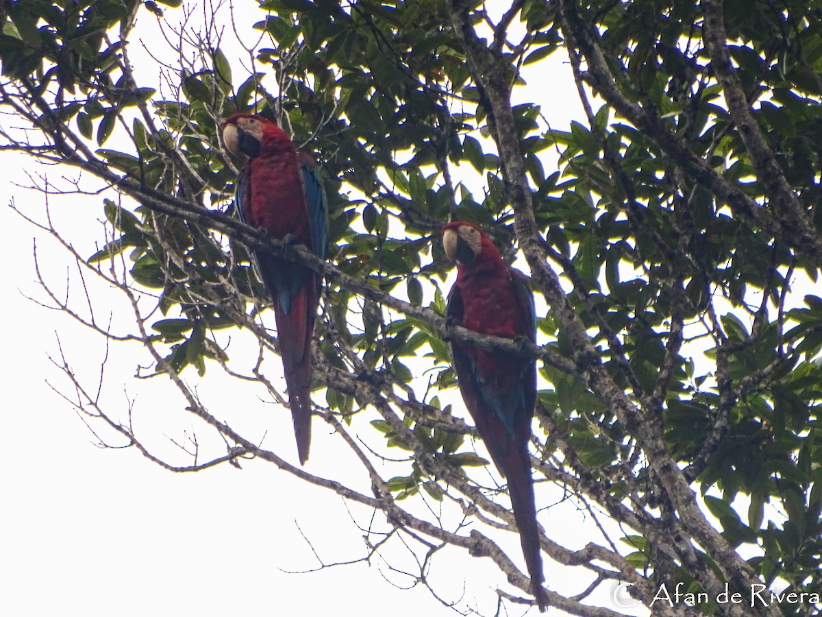 Red-and-green Macaw - Carolina Afan de Rivera