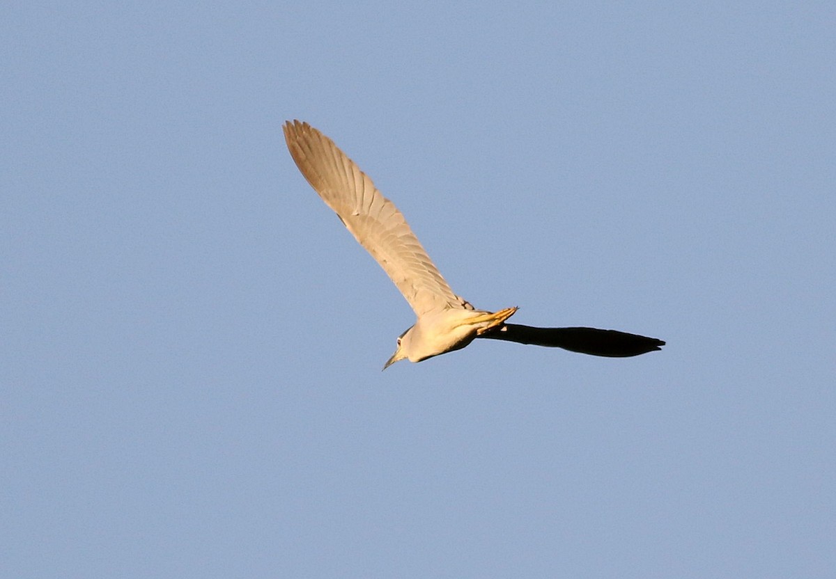 Black-crowned Night Heron - ML591105131