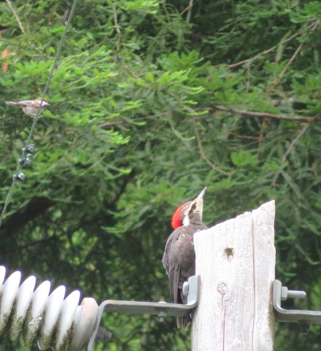 Pileated Woodpecker - ML591109341