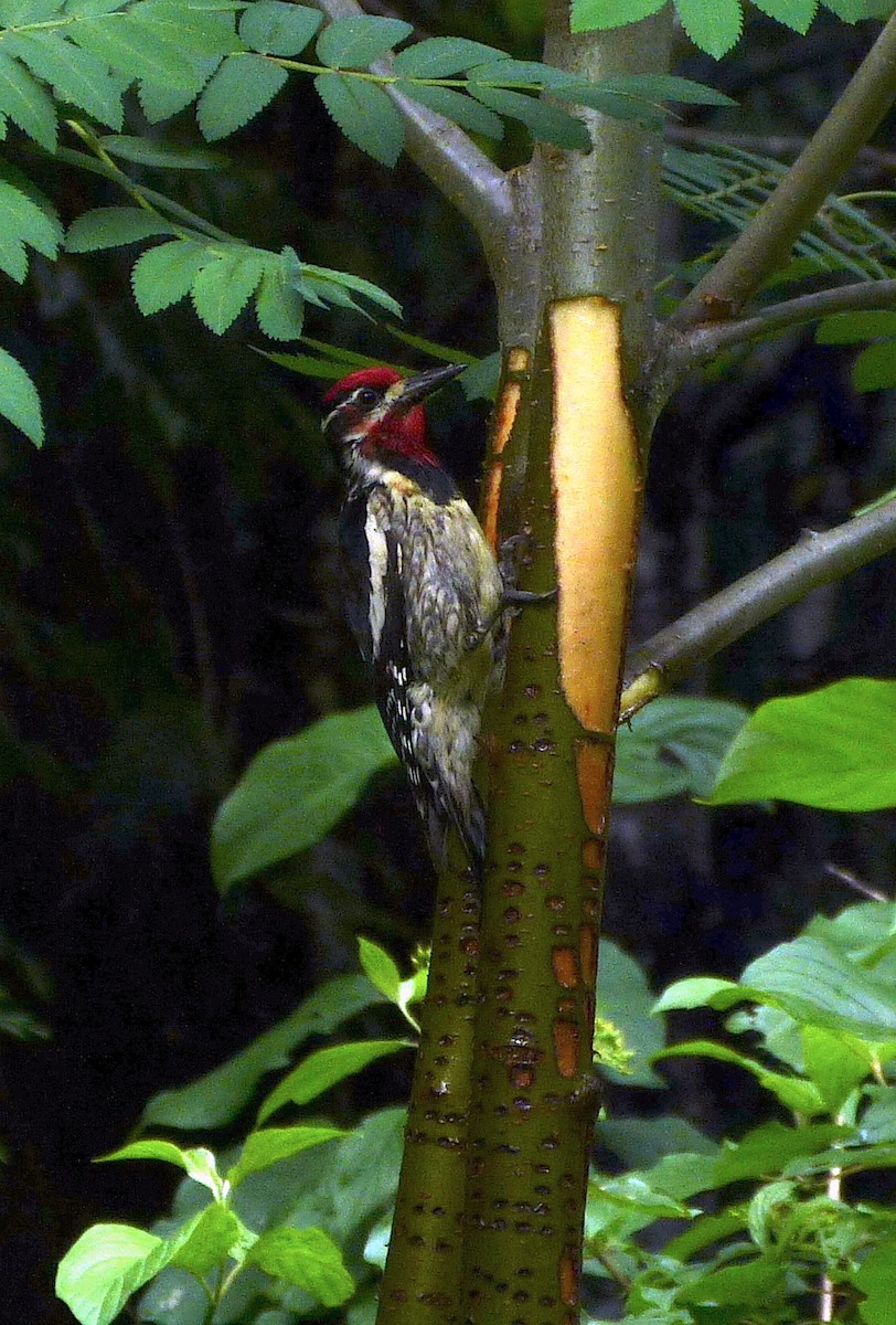 Red-naped x Red-breasted Sapsucker (hybrid) - ML591109471