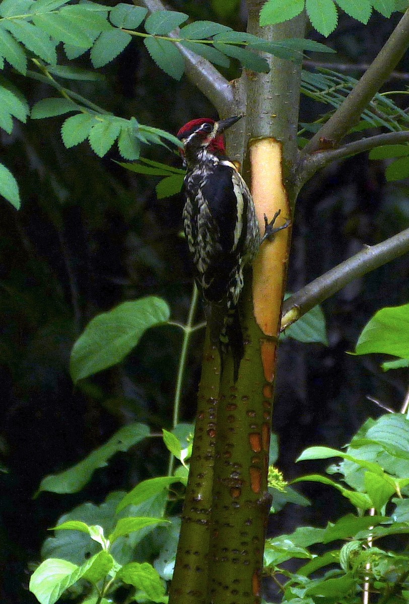Red-naped x Red-breasted Sapsucker (hybrid) - ML591109481