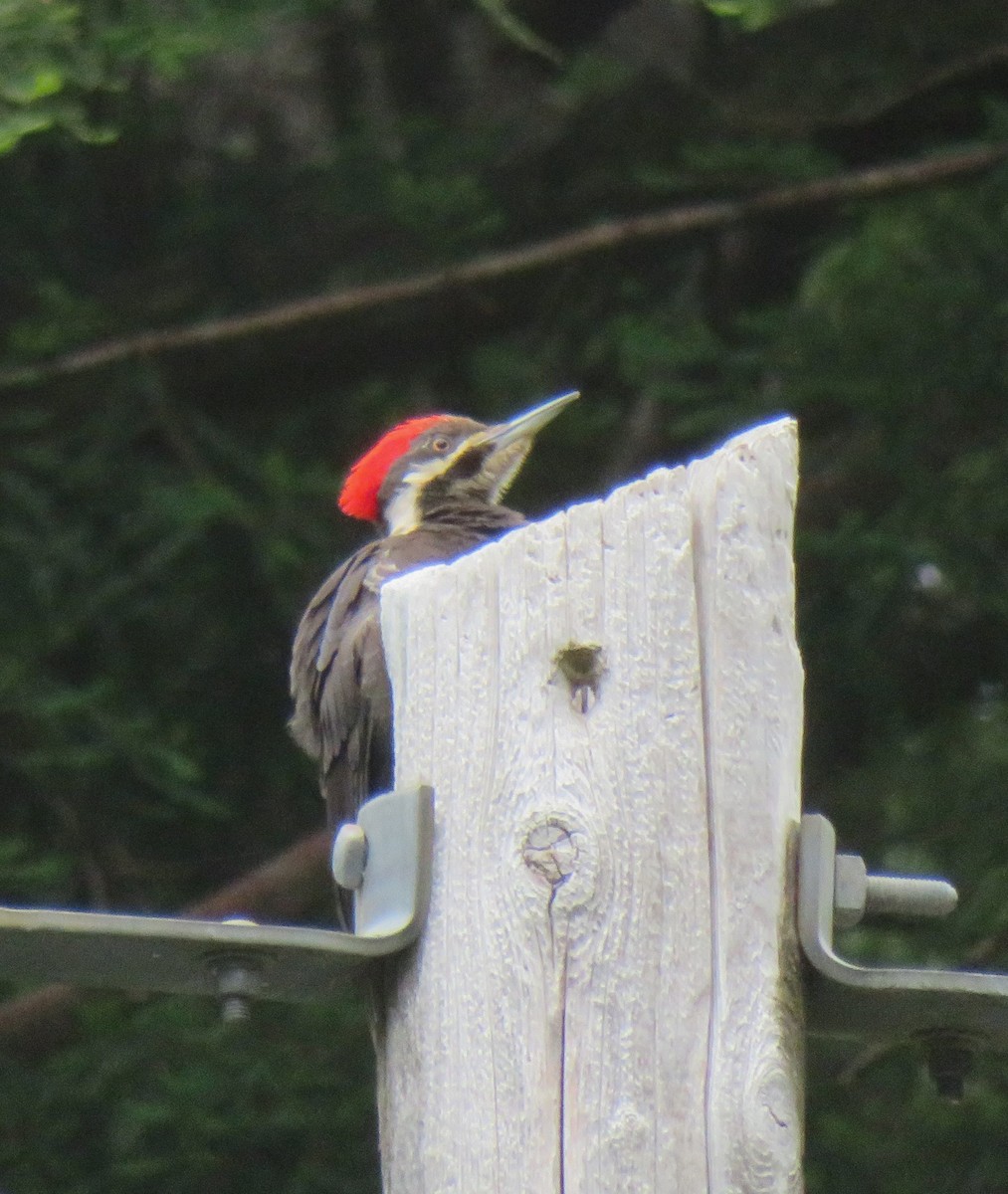 Pileated Woodpecker - ML591109501