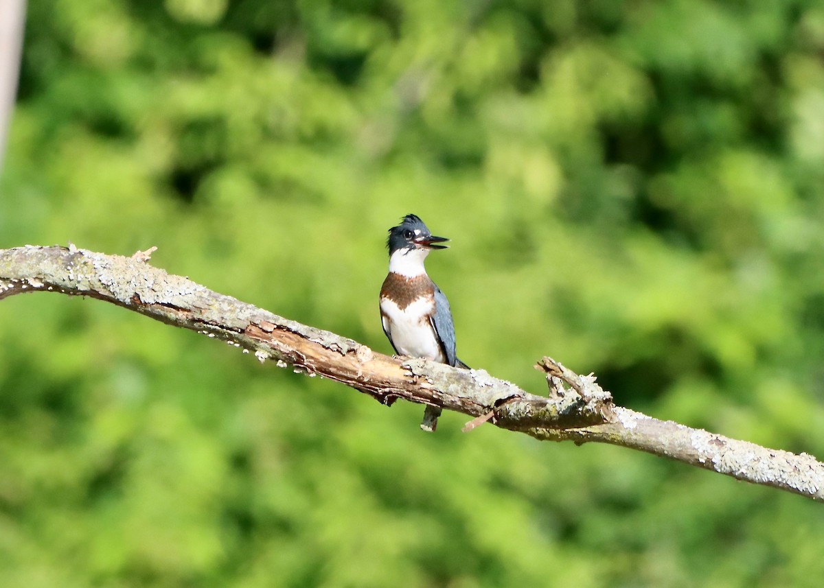 Belted Kingfisher - ML591110251