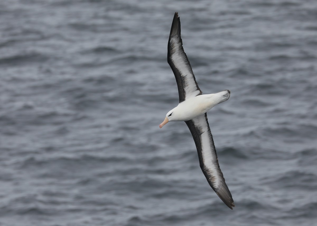 Black-browed Albatross - Ben Barkley