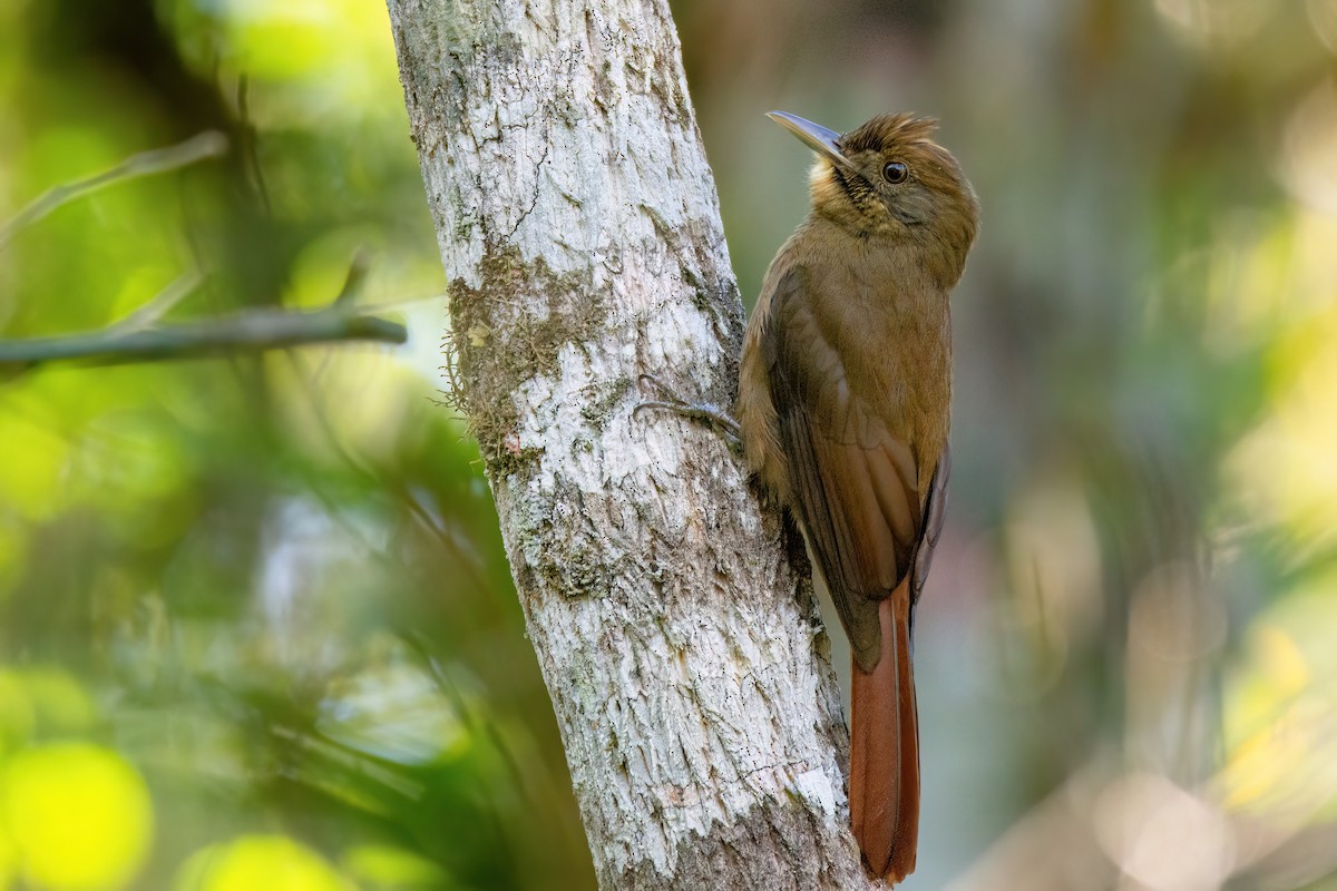 Plain-winged Woodcreeper - Marcos Eugênio Birding Guide