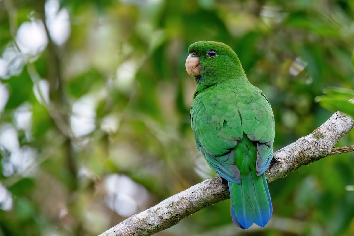 Blue-bellied Parrot - Marcos Eugênio Birding Guide