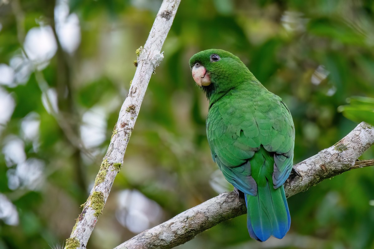 Blue-bellied Parrot - ML591116391