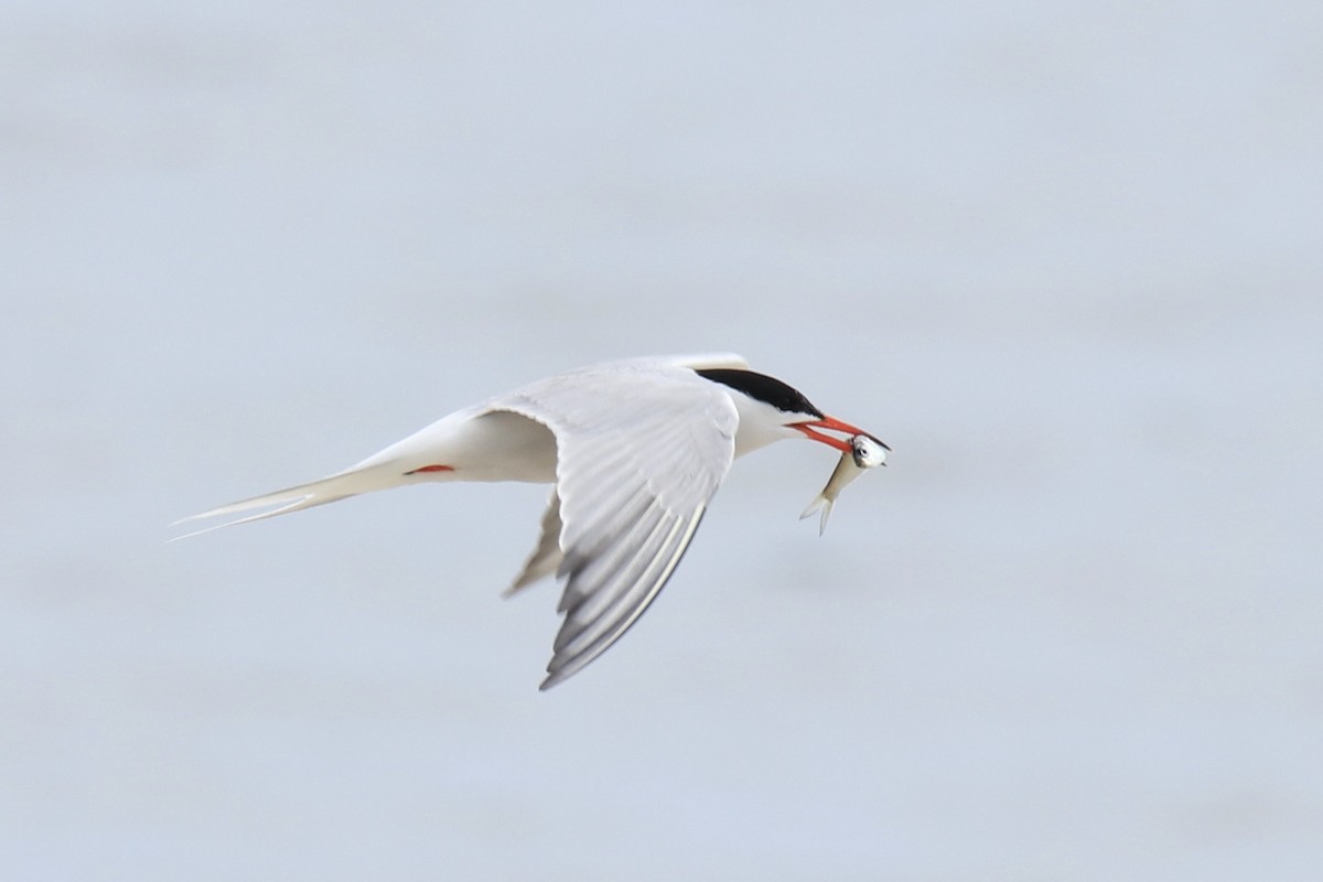 Common Tern - ML591118021