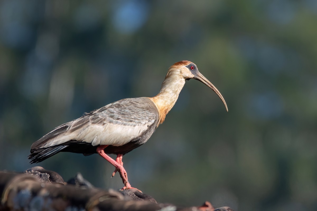 Buff-necked Ibis - Marcos Eugênio Birding Guide