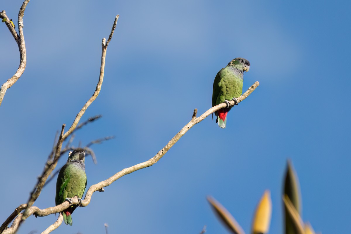Scaly-headed Parrot - ML591119821