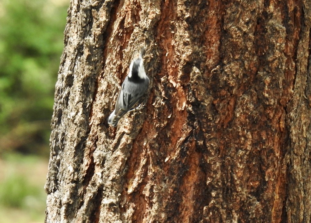 White-breasted Nuthatch - ML591121171