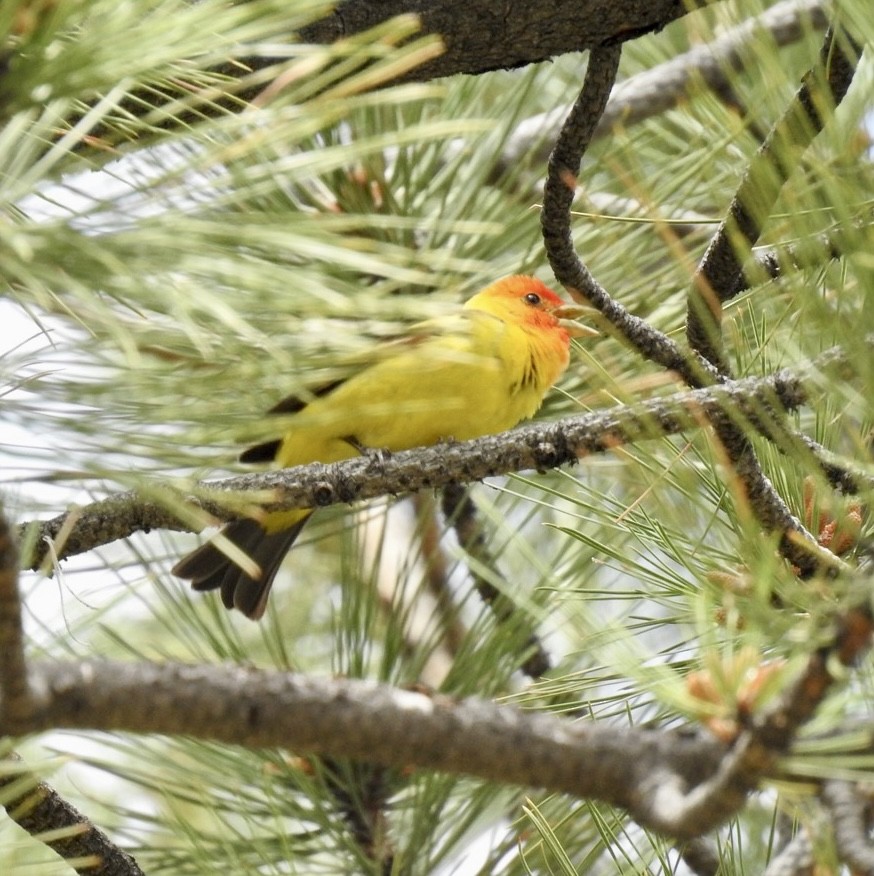 Western Tanager - ML591121431