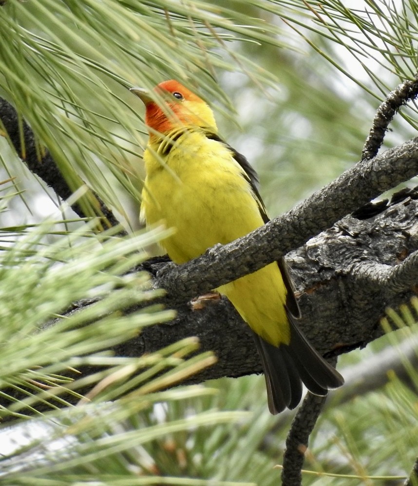 Western Tanager - ML591121441