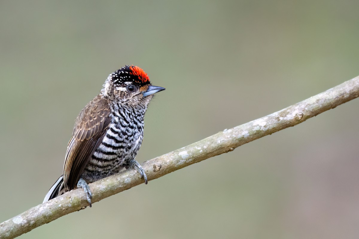 White-barred Piculet - ML591121901