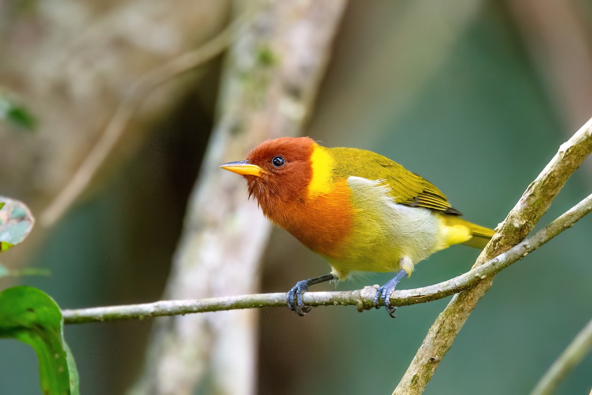 Rufous-headed Tanager - ML591122421