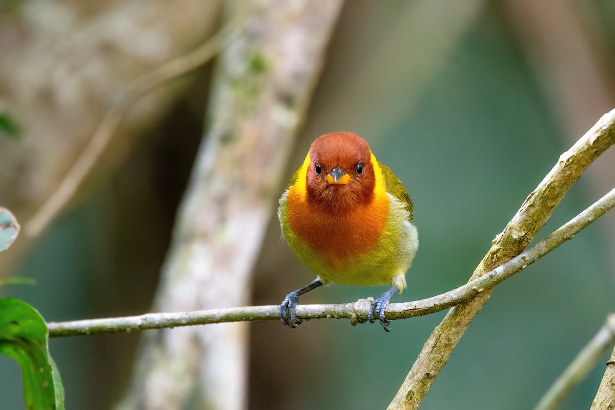 Rufous-headed Tanager - ML591122431
