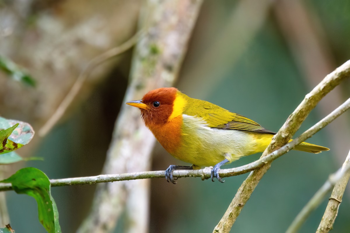 Rufous-headed Tanager - ML591122441