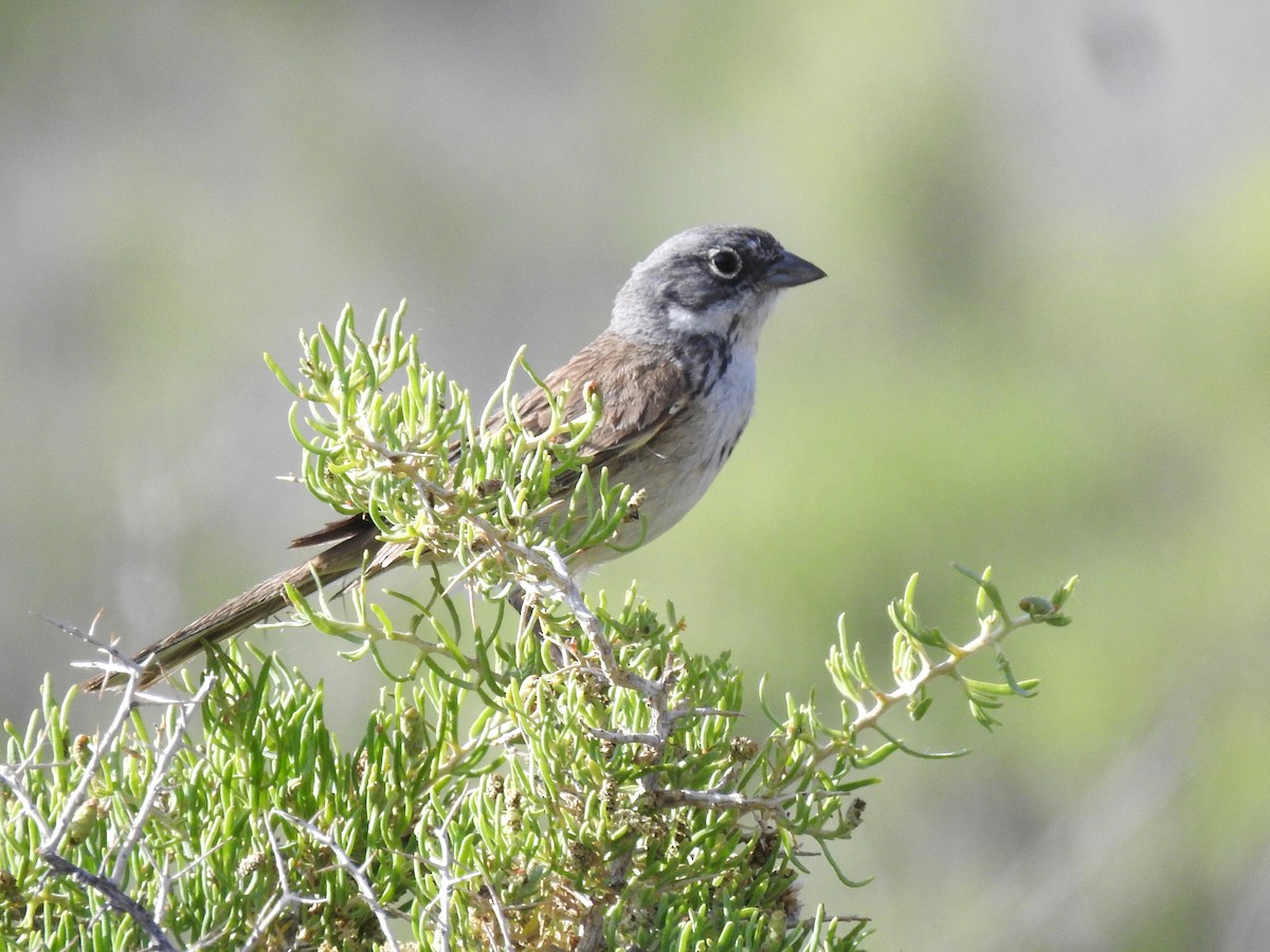 Sagebrush Sparrow - ML591127841