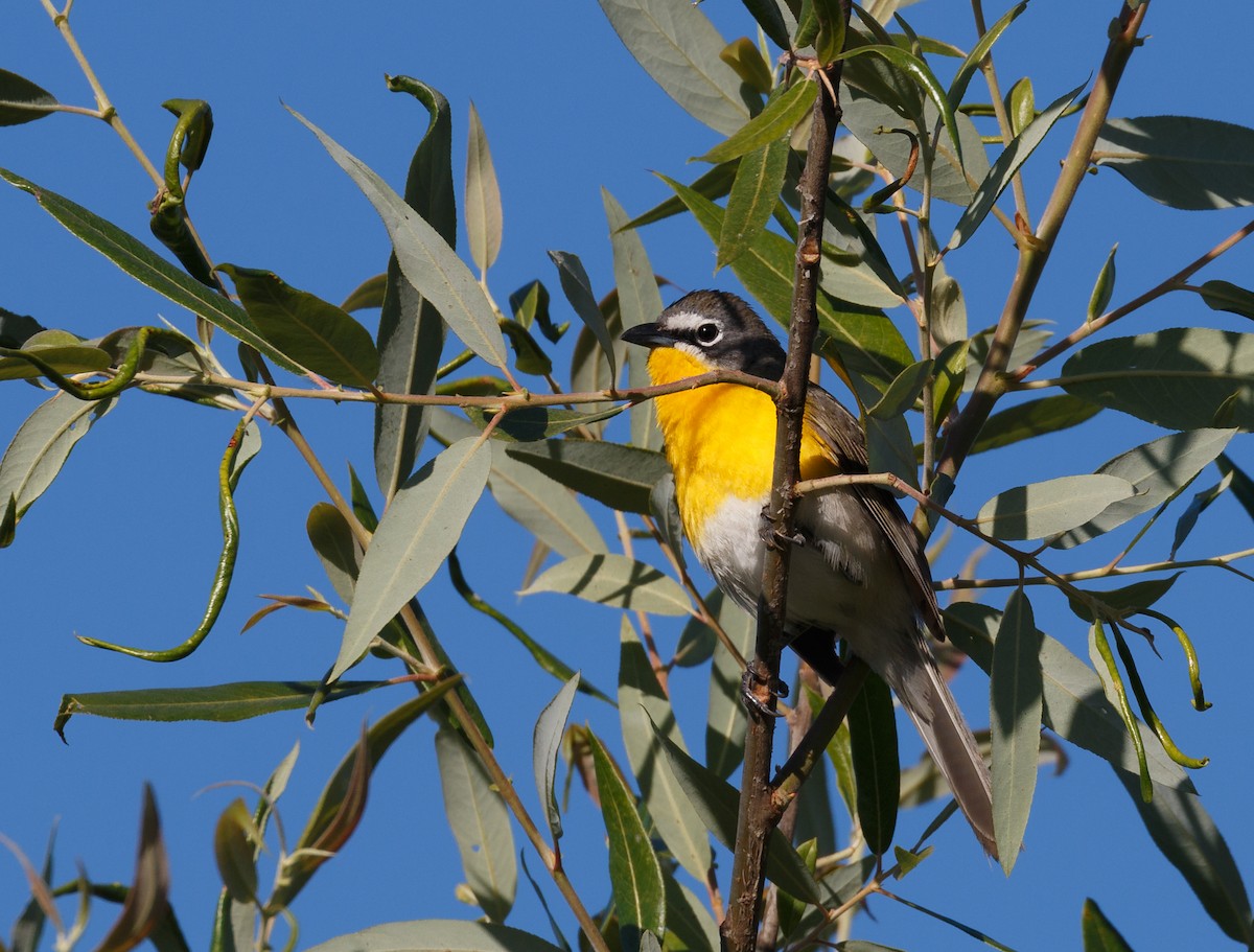 Yellow-breasted Chat - ML59112941